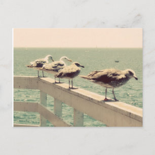 Carte Postale Mouettes