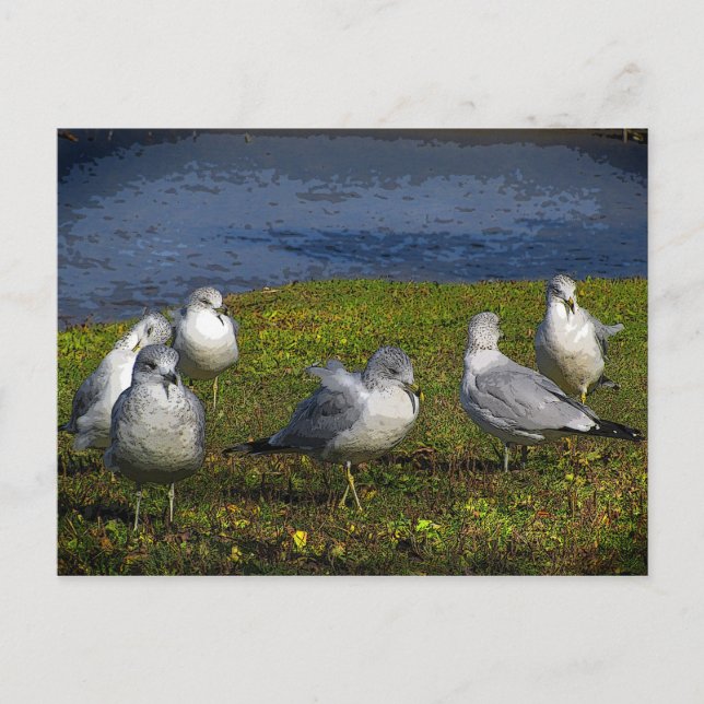 Carte Postale Mouettes (Devant)