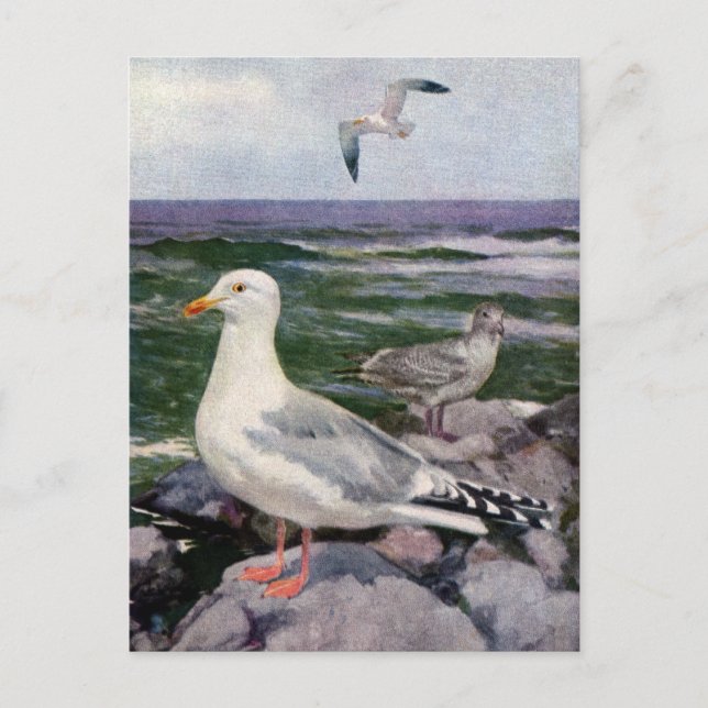 Carte Postale Mouettes à hareng sur le rivage rocheux (Devant)