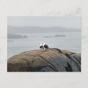 Carte Postale Mouettes à Kennebunkport, Maine