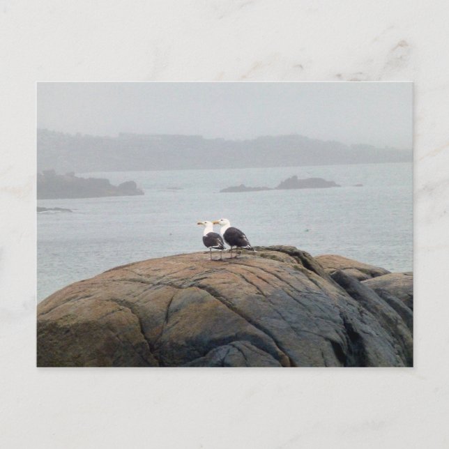 Carte Postale Mouettes à Kennebunkport, Maine (Devant)