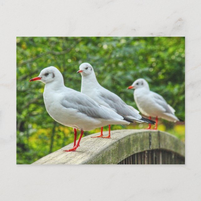 Carte Postale Mouettes à pattes rouges (Devant)
