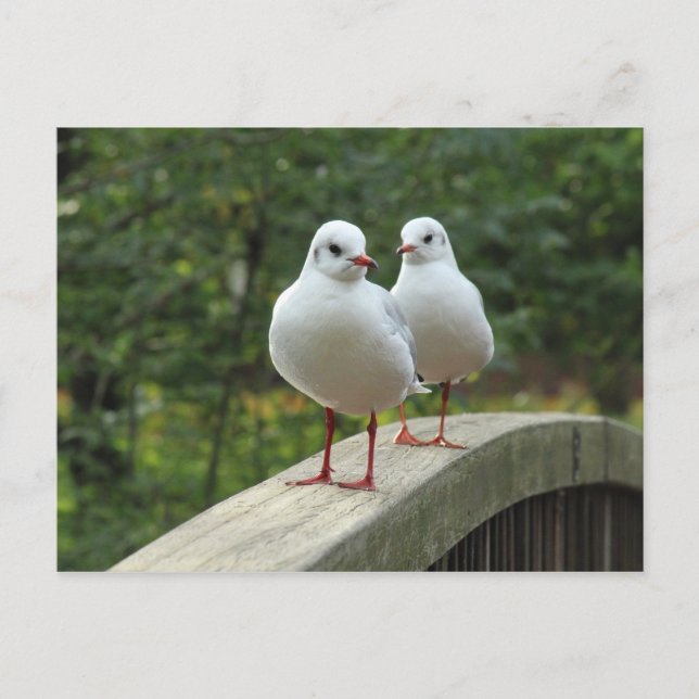 Carte Postale Mouettes à tête noire (Devant)