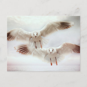 Carte Postale Mouettes blanches en vol