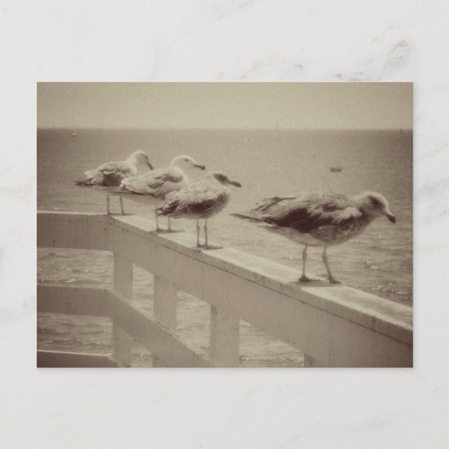 Carte Postale Mouettes de mer vintages (Devant)