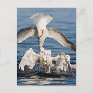 Carte Postale Mouettes de plongée