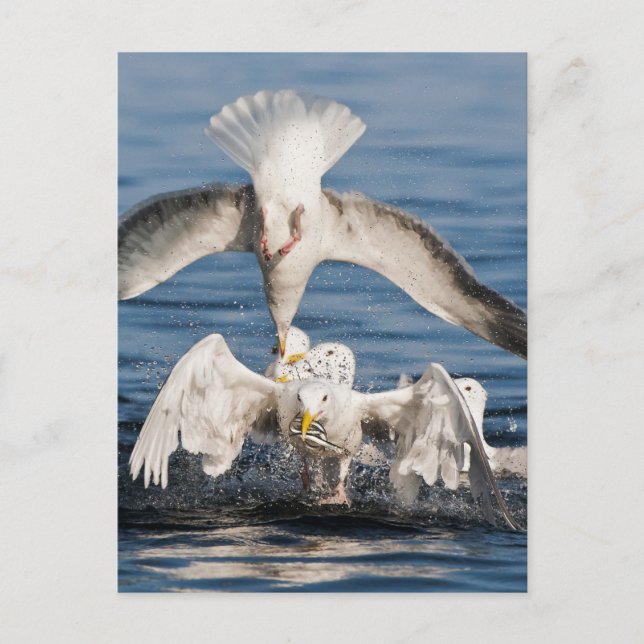 Carte Postale Mouettes de plongée (Devant)