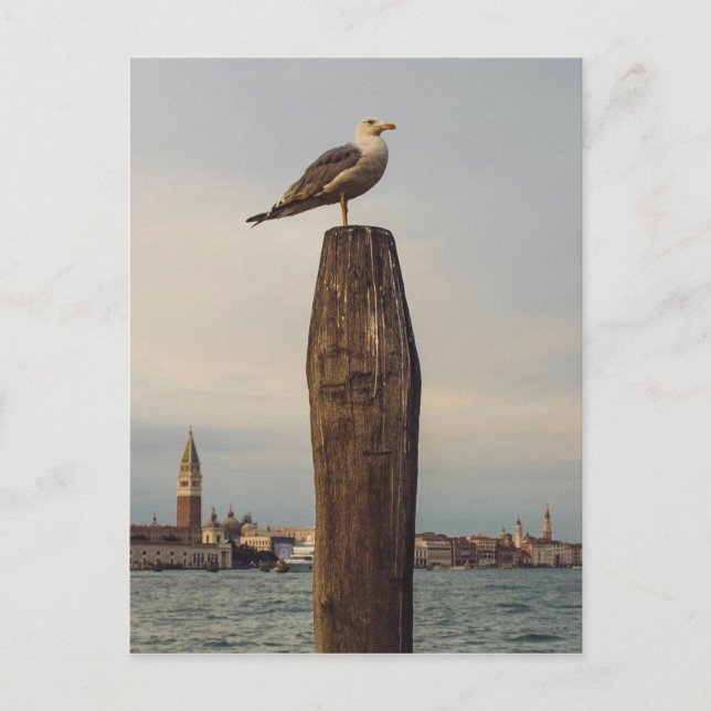 Carte Postale Mouettes en Italie Venise (Devant)