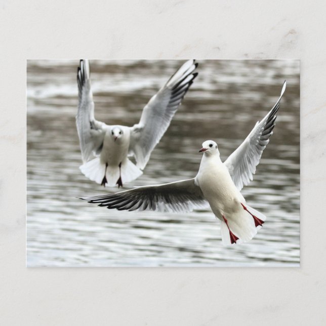 Carte Postale Mouettes en vol (Devant)