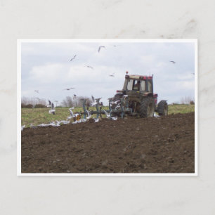 Carte Postale Mouettes et tracteur