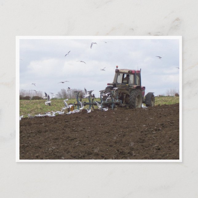 Carte Postale Mouettes et tracteur (Devant)