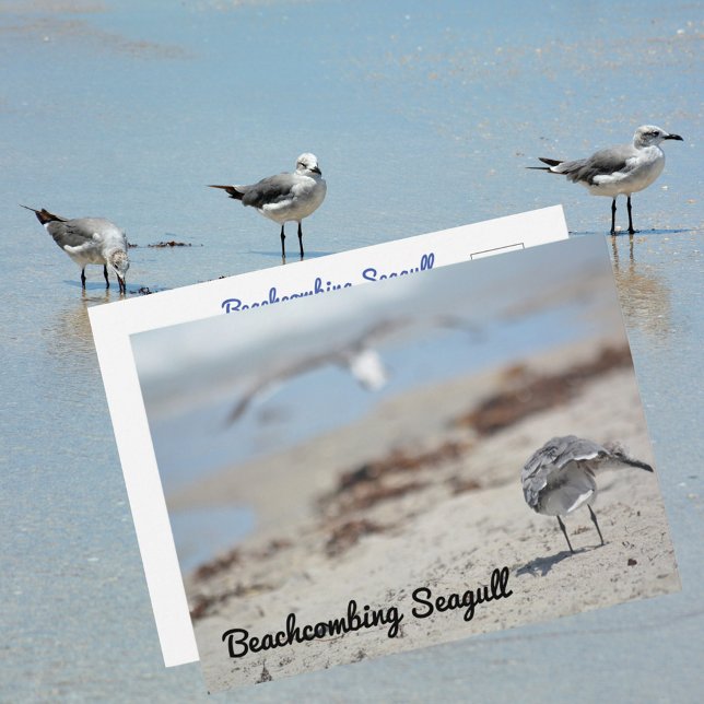 Carte Postale Mouettes fouillant la plage (Créateur téléchargé)