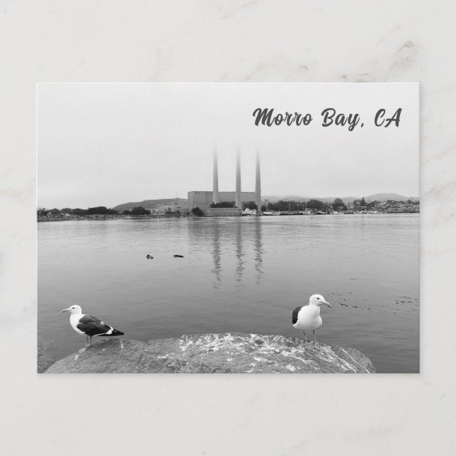 Carte Postale Mouettes marines à Morro Bay en Californie (Devant)