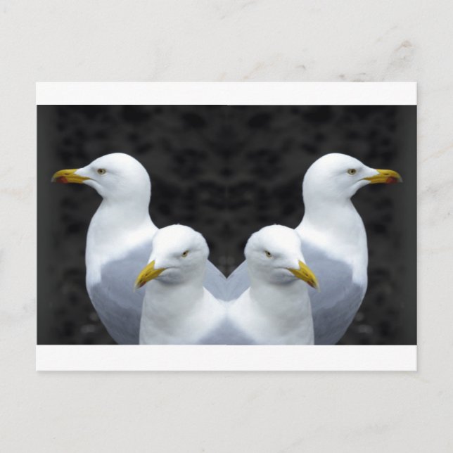 Carte Postale Mouettes, Mouettes, Mouettes (Devant)