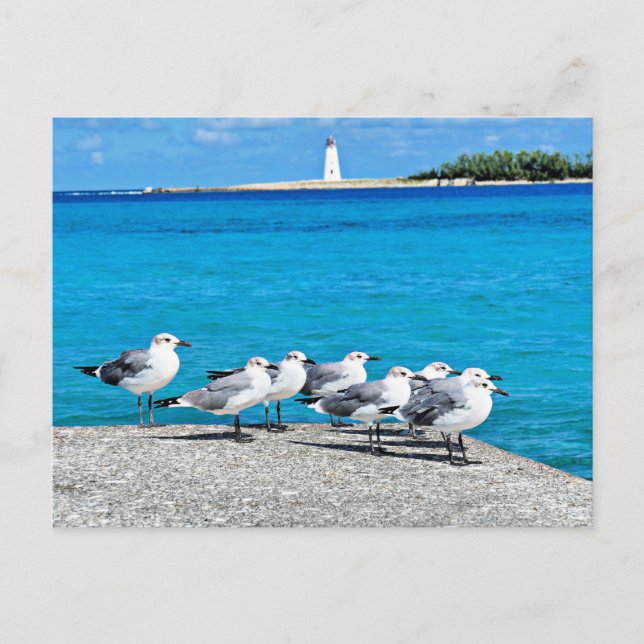 Carte Postale Mouettes, Nassau, Bahamas (Devant)