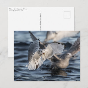 Carte Postale Mouettes Photo de Nature
