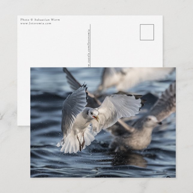 Carte Postale Mouettes Photo de Nature (Devant / Derrière)