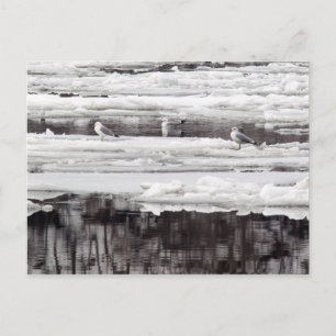 Carte Postale Mouettes Sur Glace
