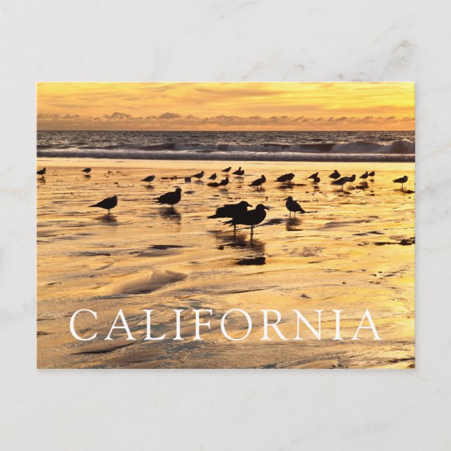 Carte Postale Mouettes sur la plage au coucher du soleil (Devant)