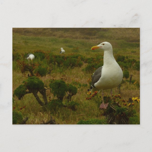 Carte Postale Mouettes sur l'île d'Anacapa (Devant)