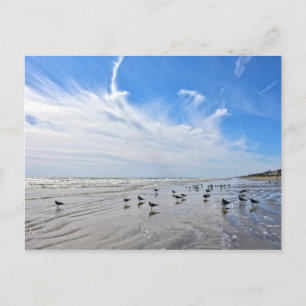 Carte Postale Mouettes sur une plage de Galveston Island, Texas