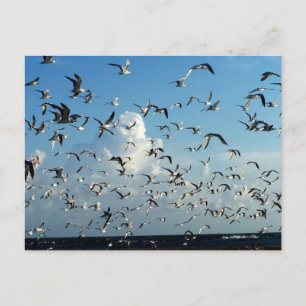 Carte Postale mouettes survolant la plage