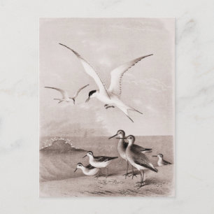 Carte Postale Mouettes vintages Customisé Retro Seagull Modèle