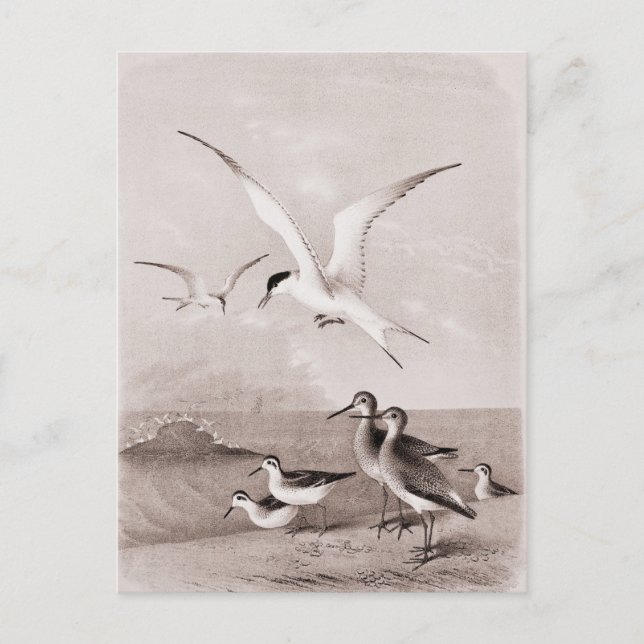 Carte Postale Mouettes vintages Customisé Retro Seagull Modèle (Devant)