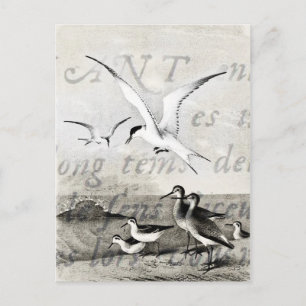 Carte Postale Mouettes vintages Customisé Retro Seagull Modèle
