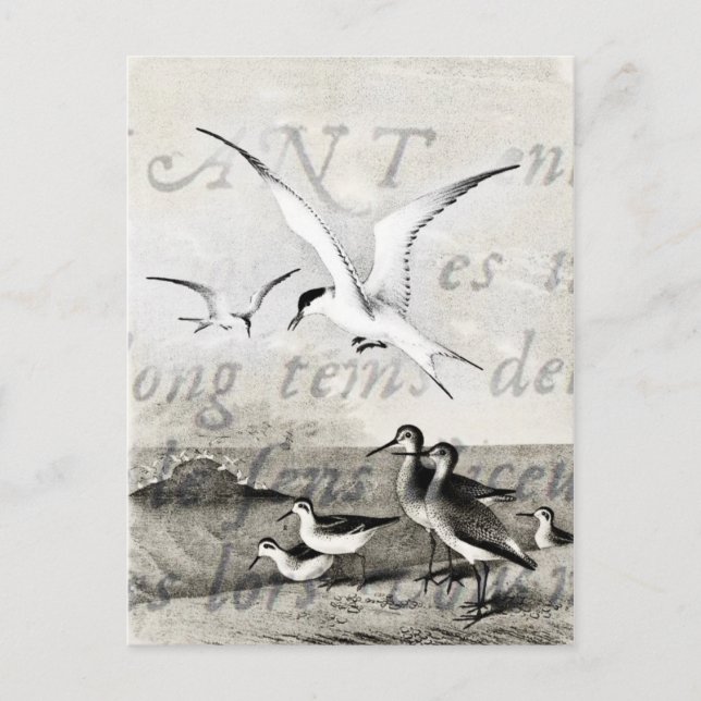 Carte Postale Mouettes vintages Customisé Retro Seagull Modèle (Devant)