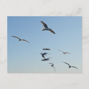 Carte Postale Mouettes volant au-dessus de la faune côtière océa