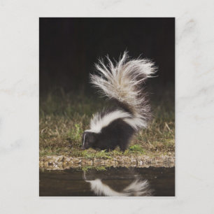 Carte Postale Mouffette rayée, Mephitis mephitis