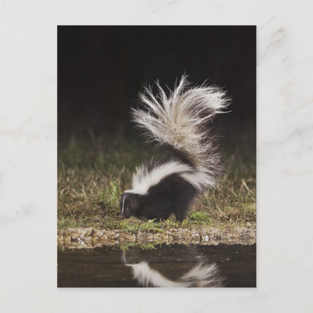 Carte Postale Mouffette rayée, Mephitis mephitis (Devant)