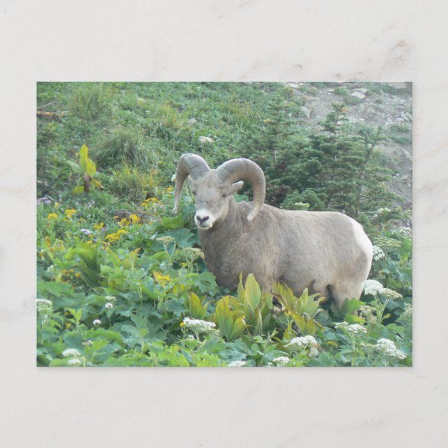 Carte Postale mouflon (Devant)