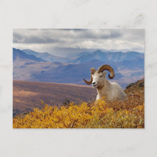 Carte Postale mouflon de Dall, Ovis dalli, bélier