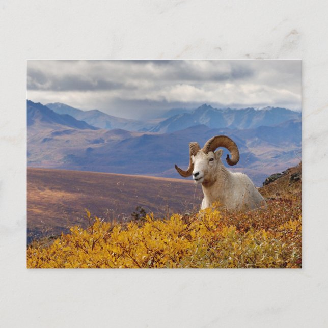 Carte Postale mouflon de Dall, Ovis dalli, bélier (Devant)