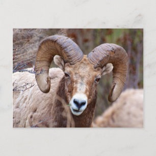 Carte Postale Mouflon des montagnes Rocheuses
