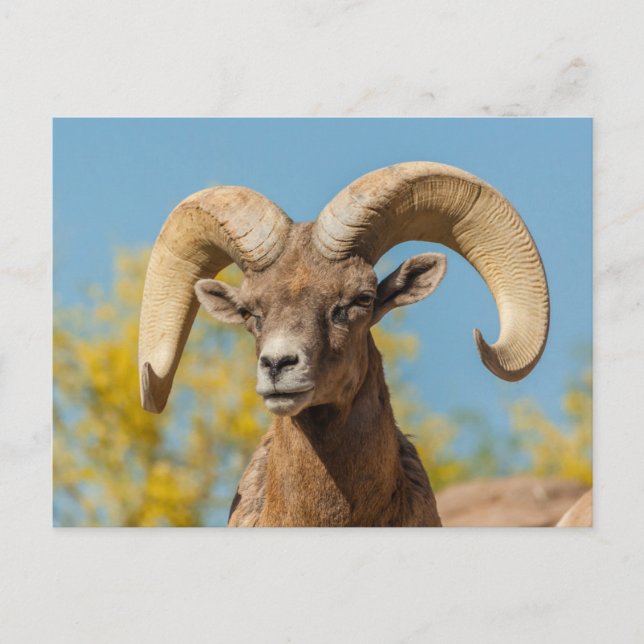 Carte Postale Mouflon du désert (Devant)