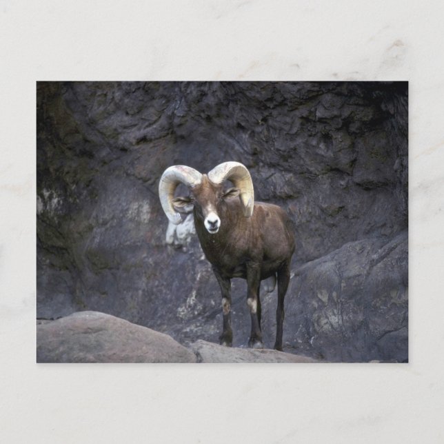 Carte Postale Mouflon du désert (bélier adulte) (Devant)