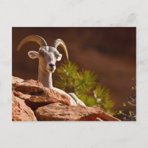 Carte Postale Mouflon du désert (Ovis canadensis nelsoni).