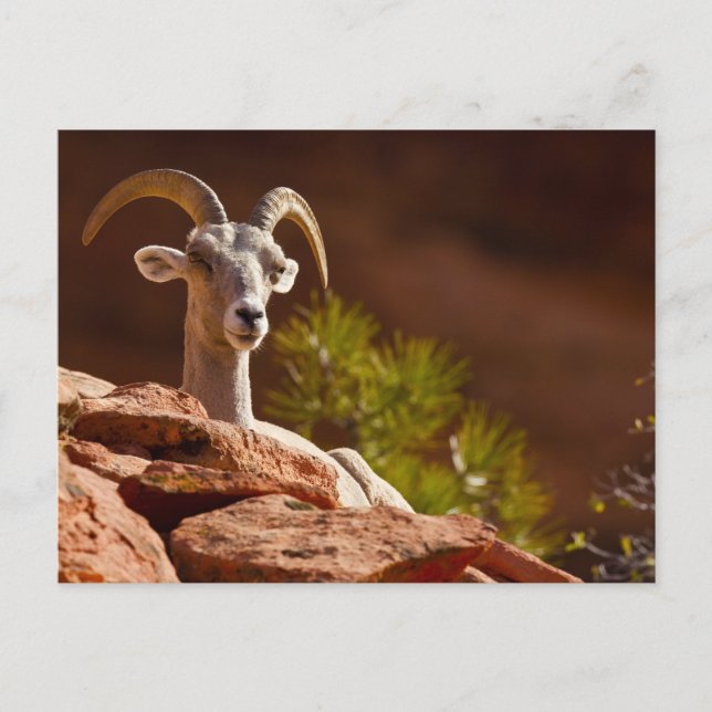 Carte Postale Mouflon du désert (Ovis canadensis nelsoni). (Devant)