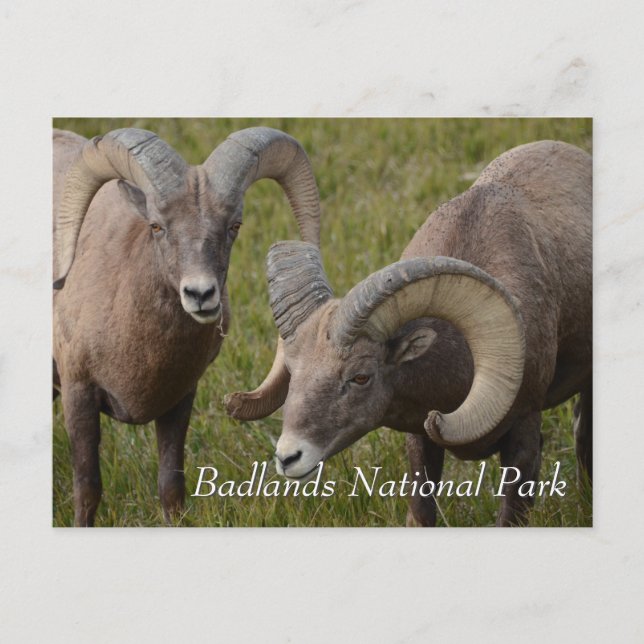 Carte Postale Mouflon noir dans le parc national des badlands (Devant)