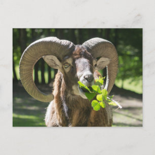 Carte Postale Mouflon Ram