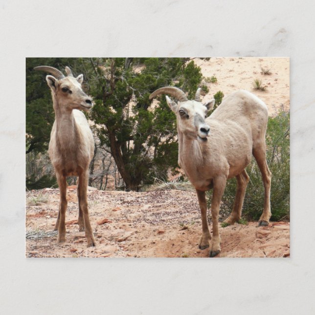 Carte Postale Mouflons drôles à Zion National Park (Devant)