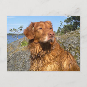 Carte Postale mouillé