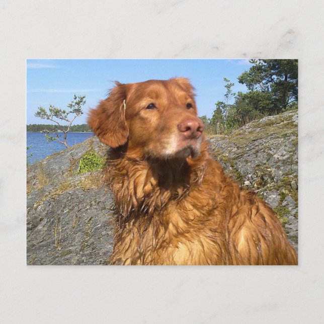 Carte Postale mouillé (Devant)