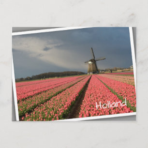 Carte Postale Moulin à vent avec des tulipes roses au printemps