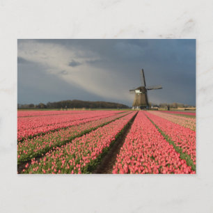 Carte Postale Moulin à vent avec tulipes roses au printemps