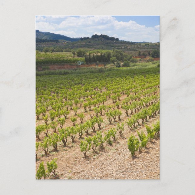 Carte Postale Moulin à vent; verger de noix de pécan; arbres de  (Devant)