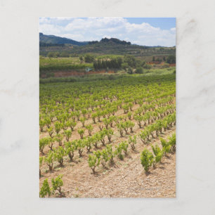 Carte Postale Moulin à vent; verger de noix de pécan; arbres de